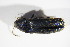  ( - BFB_Col_FK_11787)  @13 [ ] CreativeCommons - Attribution Non-Commercial Share-Alike (2015) Unspecified SNSB, Zoologische Staatssammlung Muenchen