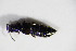  ( - BFB_Col_FK_11811)  @12 [ ] CreativeCommons - Attribution Non-Commercial Share-Alike (2015) Unspecified SNSB, Zoologische Staatssammlung Muenchen