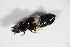  ( - BFB_Col_FK_11812)  @13 [ ] CreativeCommons - Attribution Non-Commercial Share-Alike (2015) Unspecified SNSB, Zoologische Staatssammlung Muenchen