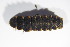  ( - BFB_Col_FK_11816)  @12 [ ] CreativeCommons - Attribution Non-Commercial Share-Alike (2015) Unspecified SNSB, Zoologische Staatssammlung Muenchen