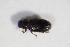  ( - BFB_Col_FK_11840)  @11 [ ] CreativeCommons - Attribution Non-Commercial Share-Alike (2015) Unspecified SNSB, Zoologische Staatssammlung Muenchen