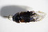  ( - BFB_Col_FK_12092)  @11 [ ] CreativeCommons - Attribution Non-Commercial Share-Alike (2015) Unspecified SNSB, Zoologische Staatssammlung Muenchen