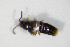  ( - BFB_Col_FK_12107)  @12 [ ] CreativeCommons - Attribution Non-Commercial Share-Alike (2015) Unspecified SNSB, Zoologische Staatssammlung Muenchen