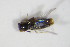  ( - BFB_Col_FK_12108)  @12 [ ] CreativeCommons - Attribution Non-Commercial Share-Alike (2015) Unspecified SNSB, Zoologische Staatssammlung Muenchen