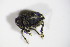  ( - BFB_Col_FK_12114)  @12 [ ] CreativeCommons - Attribution Non-Commercial Share-Alike (2015) Unspecified SNSB, Zoologische Staatssammlung Muenchen