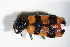  ( - BFB_Col_FK_12117)  @11 [ ] CreativeCommons - Attribution Non-Commercial Share-Alike (2015) Unspecified SNSB, Zoologische Staatssammlung Muenchen