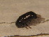  ( - BFB_Col_FK_12168)  @11 [ ] CreativeCommons - Attribution Non-Commercial Share-Alike (2015) Unspecified SNSB, Zoologische Staatssammlung Muenchen