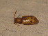  ( - BFB_Col_FK_12179)  @11 [ ] CreativeCommons - Attribution Non-Commercial Share-Alike (2015) Unspecified SNSB, Zoologische Staatssammlung Muenchen
