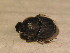  ( - BFB_Col_FK_12187)  @11 [ ] CreativeCommons - Attribution Non-Commercial Share-Alike (2015) Unspecified SNSB, Zoologische Staatssammlung Muenchen