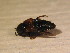  ( - BFB_Col_FK_12191)  @12 [ ] CreativeCommons - Attribution Non-Commercial Share-Alike (2015) Unspecified SNSB, Zoologische Staatssammlung Muenchen