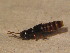  ( - BFB_Col_FK_12196)  @11 [ ] CreativeCommons - Attribution Non-Commercial Share-Alike (2015) Unspecified SNSB, Zoologische Staatssammlung Muenchen