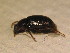  ( - BFB_Col_FK_12203)  @12 [ ] CreativeCommons - Attribution Non-Commercial Share-Alike (2015) Unspecified SNSB, Zoologische Staatssammlung Muenchen