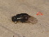  ( - BFB_Col_FK_12227)  @11 [ ] CreativeCommons - Attribution Non-Commercial Share-Alike (2015) Unspecified SNSB, Zoologische Staatssammlung Muenchen