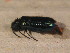  ( - BFB_Col_FK_12232)  @12 [ ] CreativeCommons - Attribution Non-Commercial Share-Alike (2015) Unspecified SNSB, Zoologische Staatssammlung Muenchen