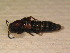  ( - BFB_Col_FK_12248)  @11 [ ] CreativeCommons - Attribution Non-Commercial Share-Alike (2015) Unspecified SNSB, Zoologische Staatssammlung Muenchen