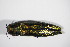  ( - BFB_Col_FK_12266)  @11 [ ] CreativeCommons - Attribution Non-Commercial Share-Alike (2015) Unspecified SNSB, Zoologische Staatssammlung Muenchen