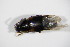  ( - BFB_Col_FK_12288)  @12 [ ] CreativeCommons - Attribution Non-Commercial Share-Alike (2015) Unspecified SNSB, Zoologische Staatssammlung Muenchen