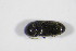  ( - BFB_Col_FK_12291)  @11 [ ] CreativeCommons - Attribution Non-Commercial Share-Alike (2015) Unspecified SNSB, Zoologische Staatssammlung Muenchen