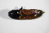  ( - BFB_Col_FK_12294)  @12 [ ] CreativeCommons - Attribution Non-Commercial Share-Alike (2015) Unspecified SNSB, Zoologische Staatssammlung Muenchen