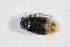  ( - BFB_Col_FK_12300)  @11 [ ] CreativeCommons - Attribution Non-Commercial Share-Alike (2015) Unspecified SNSB, Zoologische Staatssammlung Muenchen