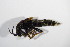 ( - BFB_Col_FK_12321)  @11 [ ] CreativeCommons - Attribution Non-Commercial Share-Alike (2015) Unspecified SNSB, Zoologische Staatssammlung Muenchen