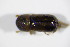  ( - BFB_Col_FK_12331)  @11 [ ] CreativeCommons - Attribution Non-Commercial Share-Alike (2015) Unspecified SNSB, Zoologische Staatssammlung Muenchen