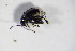  ( - BFB_Col_FK_12466)  @12 [ ] CreativeCommons - Attribution Non-Commercial Share-Alike (2015) Unspecified SNSB, Zoologische Staatssammlung Muenchen
