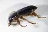  ( - BFB_Col_FK_12487)  @12 [ ] CreativeCommons - Attribution Non-Commercial Share-Alike (2015) Unspecified SNSB, Zoologische Staatssammlung Muenchen