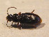 ( - BFB_Col_FK_12646)  @12 [ ] CreativeCommons - Attribution Non-Commercial Share-Alike (2015) Unspecified SNSB, Zoologische Staatssammlung Muenchen