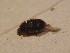  ( - BFB_Col_FK_12692)  @11 [ ] CreativeCommons - Attribution Non-Commercial Share-Alike (2015) Unspecified SNSB, Zoologische Staatssammlung Muenchen