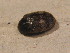  ( - BFB_Col_FK_12702)  @11 [ ] CreativeCommons - Attribution Non-Commercial Share-Alike (2015) Unspecified SNSB, Zoologische Staatssammlung Muenchen