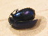  ( - BFB_Col_FK_12714)  @12 [ ] CreativeCommons - Attribution Non-Commercial Share-Alike (2015) Unspecified SNSB, Zoologische Staatssammlung Muenchen
