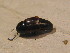  ( - BFB_Col_FK_12725)  @12 [ ] CreativeCommons - Attribution Non-Commercial Share-Alike (2015) Unspecified SNSB, Zoologische Staatssammlung Muenchen