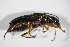  (Chrysanthia nigricornis - BFB_Col_FK_13187)  @11 [ ] CreativeCommons - Attribution Non-Commercial Share-Alike (2015) Unspecified SNSB, Zoologische Staatssammlung Muenchen