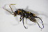  ( - BFB_Col_FK_10005)  @13 [ ] CreativeCommons - Attribution Non-Commercial Share-Alike (2015) Unspecified SNSB, Zoologische Staatssammlung Muenchen
