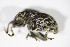  ( - BFB_Col_FK_10008)  @13 [ ] CreativeCommons - Attribution Non-Commercial Share-Alike (2015) Unspecified SNSB, Zoologische Staatssammlung Muenchen