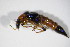  ( - BFB_Col_FK_10010)  @11 [ ] CreativeCommons - Attribution Non-Commercial Share-Alike (2015) Unspecified SNSB, Zoologische Staatssammlung Muenchen