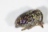  ( - BFB_Col_FK_10017)  @12 [ ] CreativeCommons - Attribution Non-Commercial Share-Alike (2015) Unspecified SNSB, Zoologische Staatssammlung Muenchen