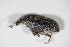  ( - BFB_Col_FK_10022)  @11 [ ] CreativeCommons - Attribution Non-Commercial Share-Alike (2015) Unspecified SNSB, Zoologische Staatssammlung Muenchen
