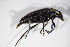  ( - BFB_Col_FK_10028)  @12 [ ] CreativeCommons - Attribution Non-Commercial Share-Alike (2015) Unspecified SNSB, Zoologische Staatssammlung Muenchen