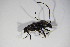  ( - BFB_Col_FK_10029)  @12 [ ] CreativeCommons - Attribution Non-Commercial Share-Alike (2015) Unspecified SNSB, Zoologische Staatssammlung Muenchen