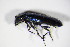  ( - BFB_Col_FK_10041)  @13 [ ] CreativeCommons - Attribution Non-Commercial Share-Alike (2015) Unspecified SNSB, Zoologische Staatssammlung Muenchen