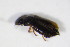  ( - BFB_Col_FK_10053)  @12 [ ] CreativeCommons - Attribution Non-Commercial Share-Alike (2015) Unspecified SNSB, Zoologische Staatssammlung Muenchen