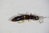 ( - BFB_Col_FK_10089)  @13 [ ] CreativeCommons - Attribution Non-Commercial Share-Alike (2015) Unspecified SNSB, Zoologische Staatssammlung Muenchen