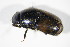  ( - BFB_Col_FK_10116)  @13 [ ] CreativeCommons - Attribution Non-Commercial Share-Alike (2015) Unspecified SNSB, Zoologische Staatssammlung Muenchen