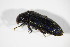  ( - BFB_Col_FK_10118)  @11 [ ] CreativeCommons - Attribution Non-Commercial Share-Alike (2015) Unspecified SNSB, Zoologische Staatssammlung Muenchen