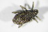  (Gymnetron villosulum - BFB_Col_FK_10125)  @12 [ ] CreativeCommons - Attribution Non-Commercial Share-Alike (2015) Unspecified SNSB, Zoologische Staatssammlung Muenchen