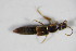  ( - BFB_Col_FK_10154)  @12 [ ] CreativeCommons - Attribution Non-Commercial Share-Alike (2015) Unspecified SNSB, Zoologische Staatssammlung Muenchen