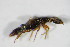  ( - BFB_Col_FK_10155)  @12 [ ] CreativeCommons - Attribution Non-Commercial Share-Alike (2015) Unspecified SNSB, Zoologische Staatssammlung Muenchen