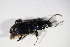  ( - BFB_Col_FK_10171)  @11 [ ] CreativeCommons - Attribution Non-Commercial Share-Alike (2015) Unspecified SNSB, Zoologische Staatssammlung Muenchen
